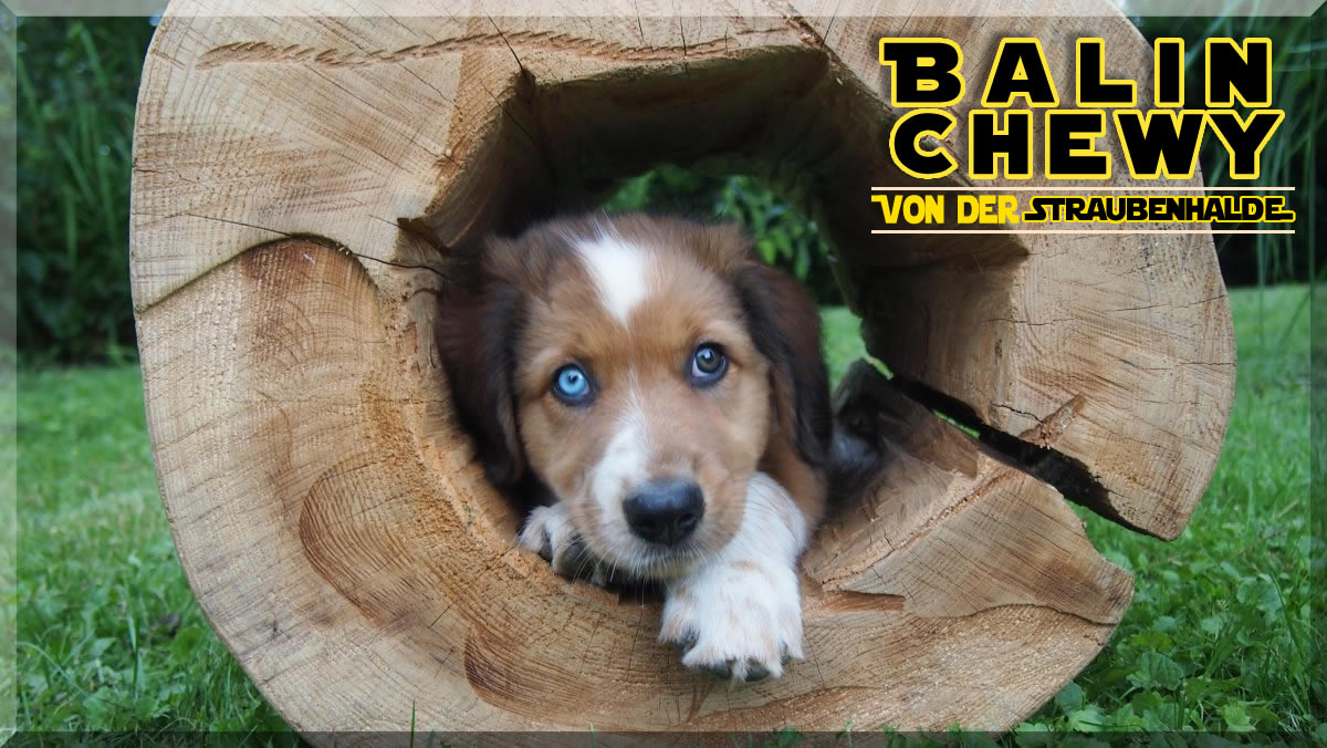 Wäller von der Straubenhalde